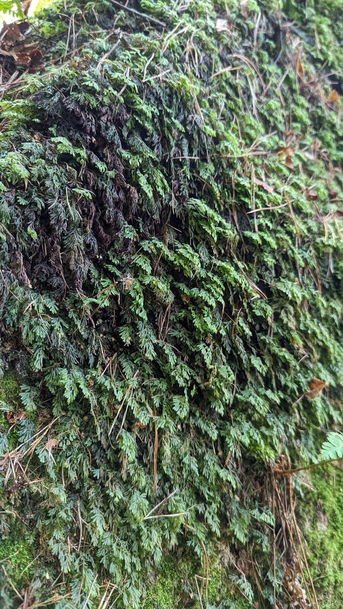 LemonStephen's tweet image. Great to see Tunbridge Filmy-fern on rocks where I haven't seen it before, last weekend at Eridge Rocks