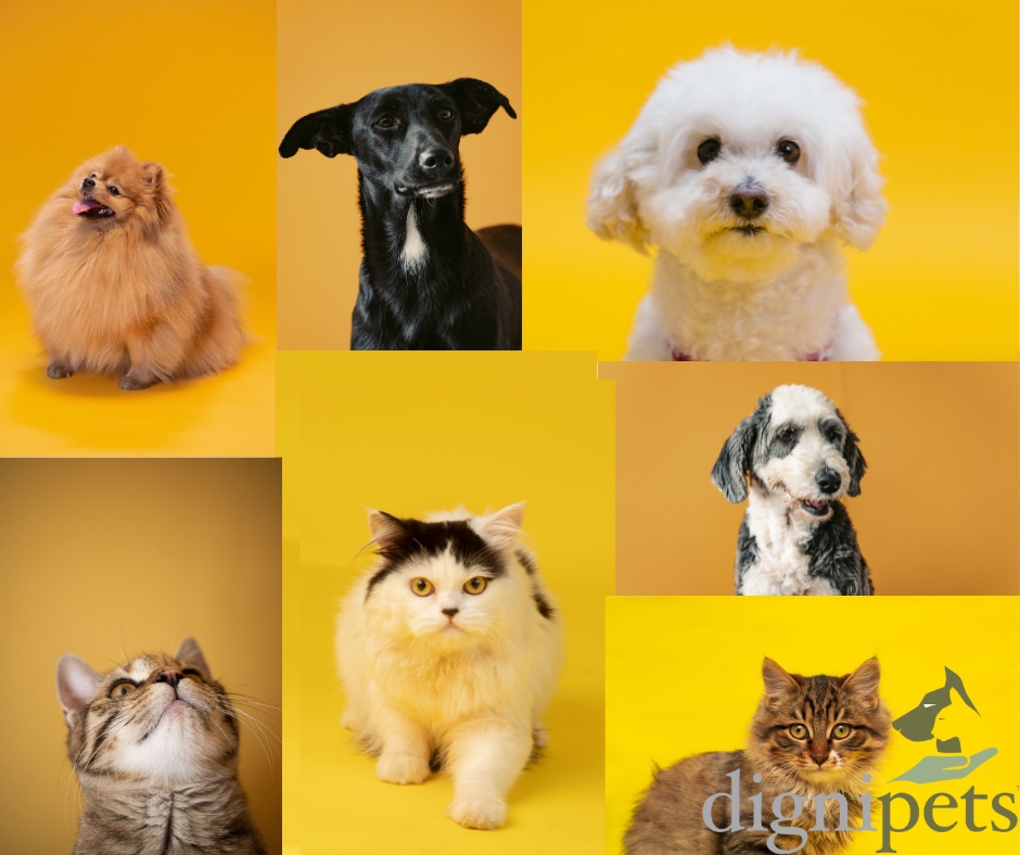 dignipets tweet media