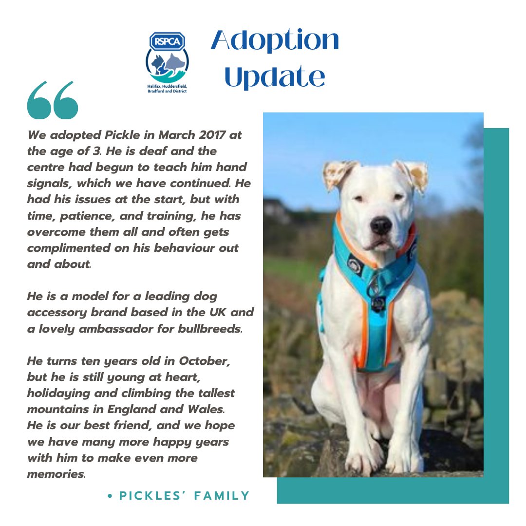 RSPCAhx's tweet photo. What an amazing adoption story to share this #Adoptober!If you're thinking of adopting, visit our website to find out more and meet our animals looking for love! https://t.co/8ZIwc1RPYc. @RSPCA_official
#Adopted #Rescued #BullBreed #DeafDog #AmazingAdoptionStory https://t.co/vLZQmJG3d0