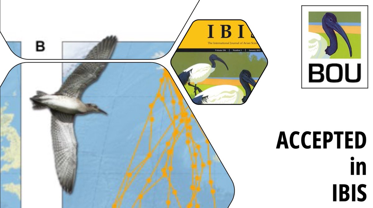 ACCEPTED in @IBIS_journal Icelandic whimbrel first migration: non-stop until West Africa, yet later departure and slower travel than adults | onlinelibrary.wiley.com/doi/abs/10.111… @Camilo_Carneiro Tómas Gunnarsson @TriinKaasiku Theunis Piersma @_JoseAAlves_ | #ornithology #shorebirds #waders