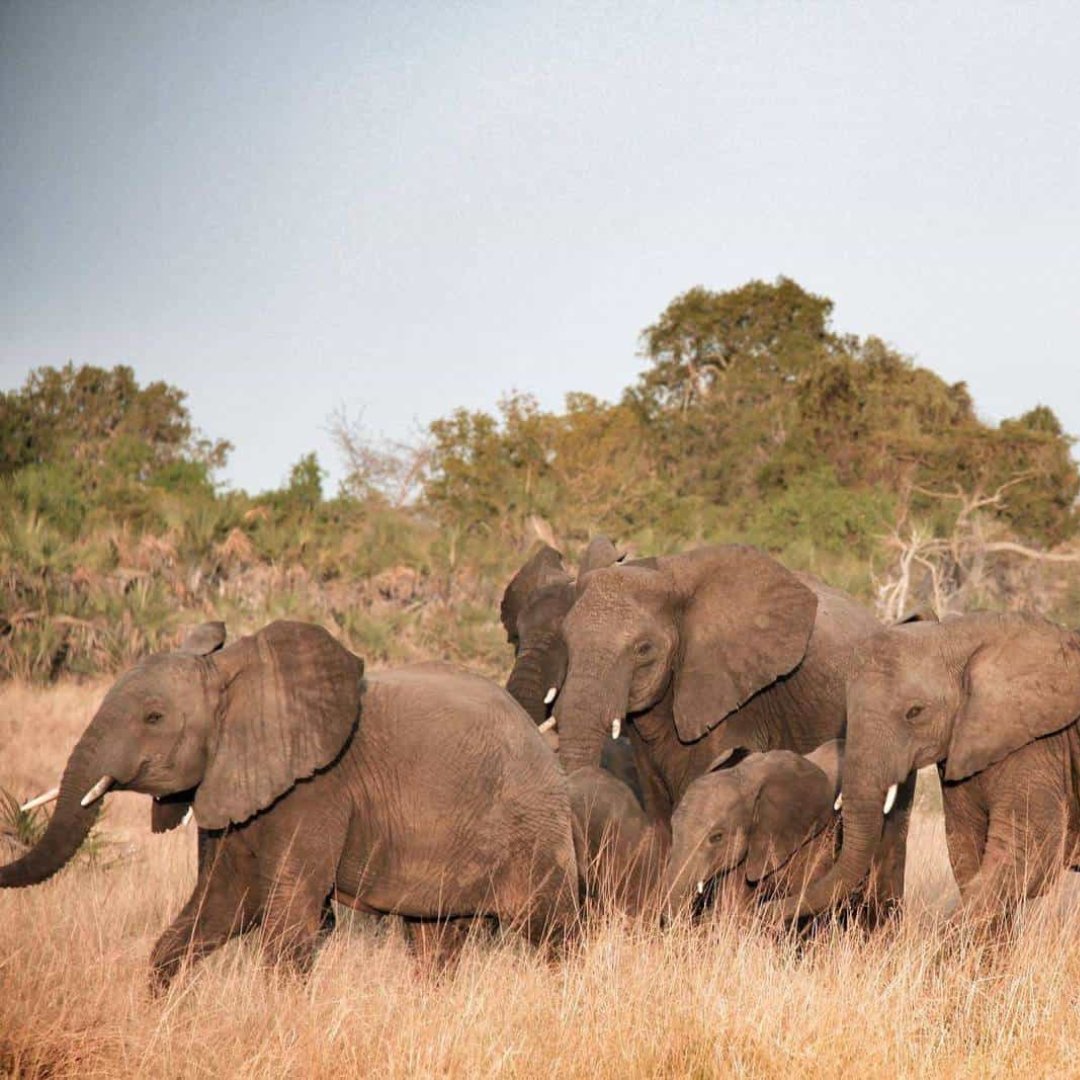 Saadani is also the one place where those idle hours of sunbathing might be interrupted by an elephant strolling past, or a lion coming to drink at the nearby waterhole!

visit us @ lnkd.in/eqzXwUBR
 
Phone: +255 75 5419246
 
#travelguide #tanzania #saadaninationalpark