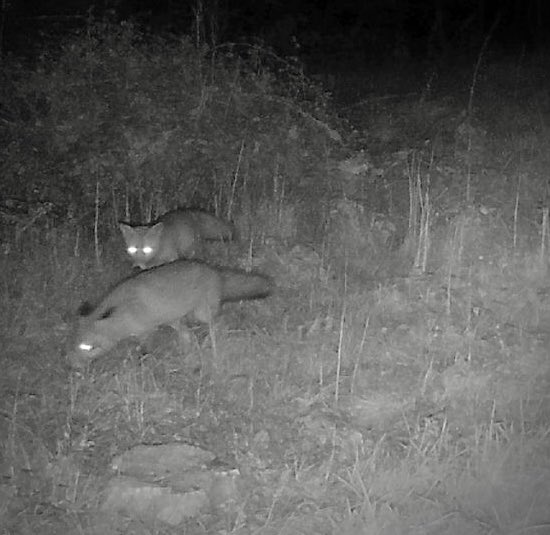 Afgelopen nacht op de wildcamera's. Veel vossen, maar hier niet mogelijk in <a href="/ProvUtrecht/">Provincie Utrecht</a> weidevogels te beschermen in komend broedseizoen. Zonder balans aanbrengen in populatie vossen, heeft weidevogelbeheer geen zin: weggegooid geld en weggevroten kievit. Helaas.

#vos #utrecht