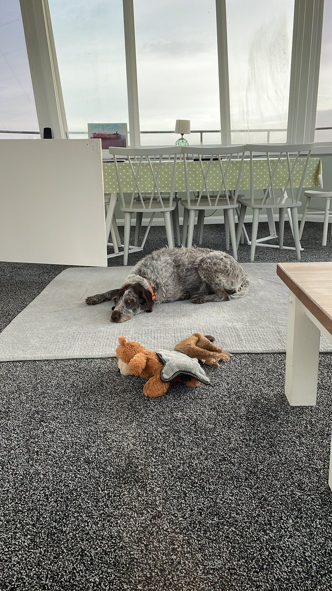 HayhurstBoo's tweet image. Home for the next few days #controltower @rafwainfleet #dogfriendly #nature #holiday #lincolnshire #roadtrip #morning #goodmorning #hello #dog #dogsofinstagram #fun #adventure #tuesday #dogsoftwitter