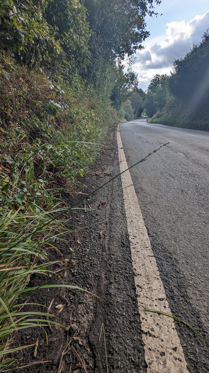 LemonStephen's tweet image. The hybrid sedge Carex otrubae x divulsa, growing among colonies of both parent species, near Sevenoaks Weald.  Occupying the damp base to a steep bank with its C. otrubae parent.  The C. divulsa parent growing on the dryer ground above.