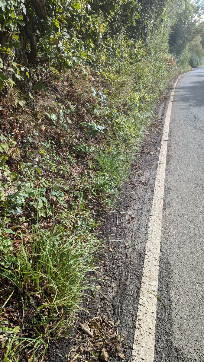 LemonStephen's tweet image. The hybrid sedge Carex otrubae x divulsa, growing among colonies of both parent species, near Sevenoaks Weald.  Occupying the damp base to a steep bank with its C. otrubae parent.  The C. divulsa parent growing on the dryer ground above.