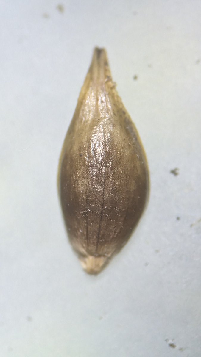 LemonStephen's tweet image. The hybrid sedge Carex otrubae x divulsa, growing among colonies of both parent species, near Sevenoaks Weald.  Occupying the damp base to a steep bank with its C. otrubae parent.  The C. divulsa parent growing on the dryer ground above.