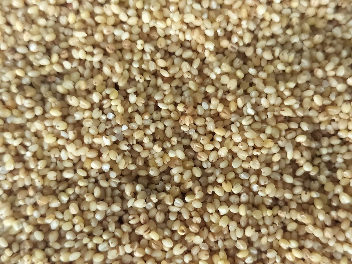 Looking for high-quality millets at competitive rates? Look no further! We offer gluten-free Indian-origin foxtail millets that are sure to impress. Contact us today for your requirements and experience the difference.
#Millets #Glutenfree #Indianorigin #GrowNutricrops