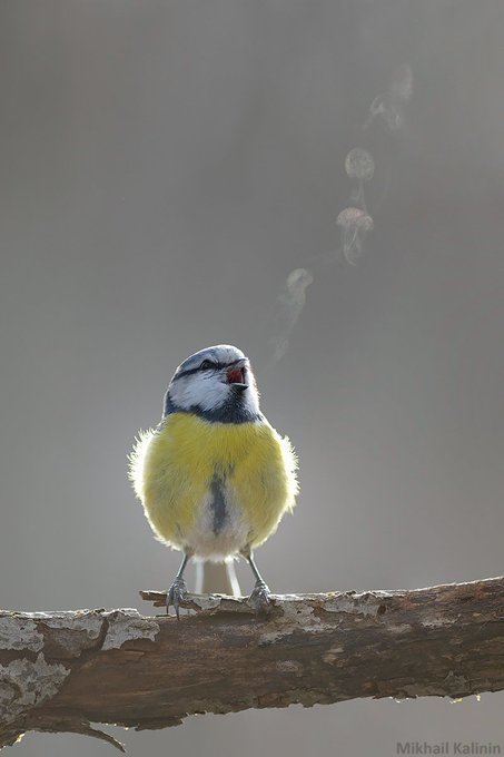 Blue tit singing on a cold early morning.

You can even see its song in the air. 

[📷 Mikhail Kalinin]