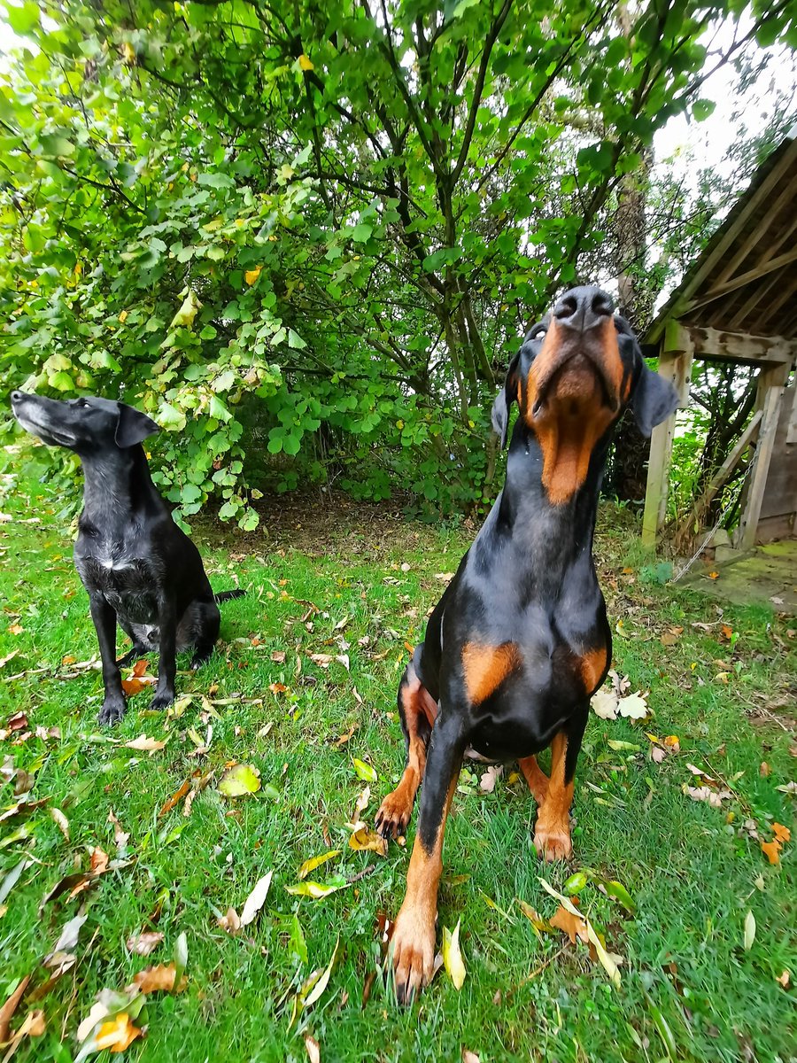 NotBadForHerAge's tweet photo. A gaggle of geese flew past as I was taking their photo 🤣 #distracteddogs #Fred #Damson #Dobermann #dogsoftwitter https://t.co/PQCewTuA3w