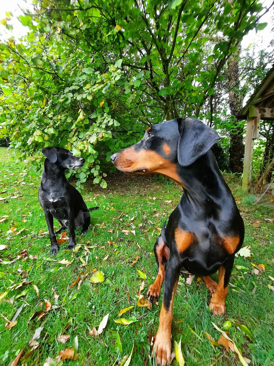 NotBadForHerAge's tweet photo. A gaggle of geese flew past as I was taking their photo 🤣 #distracteddogs #Fred #Damson #Dobermann #dogsoftwitter https://t.co/PQCewTuA3w