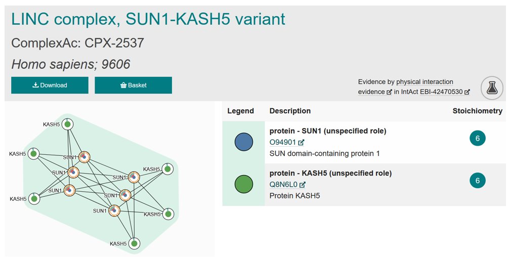This family of LINC complexes mechanically couples cytoskeletal and nuclear components across the nuclear envelope, allowing the transmission of force.
ebi.ac.uk/complexportal/…
To find them all, search using GO:0034993 #CotM