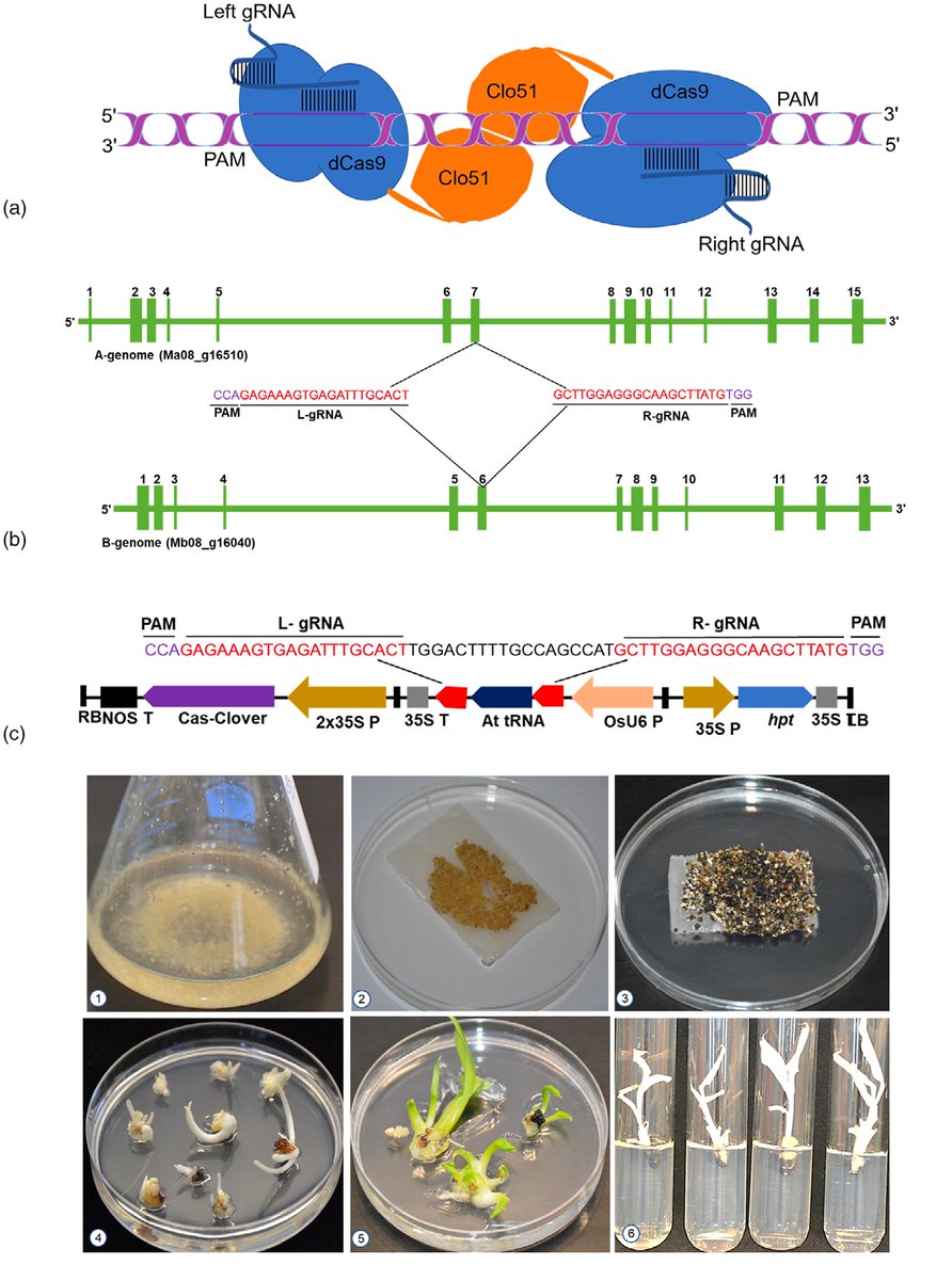IITA_CGIAR's tweet image. Study unveils Cas-CLOVER as a highly efficient genome editing technology in banana
Read more...
bit.ly/46IB6uK
.
#genomeediting #banana #iitastories