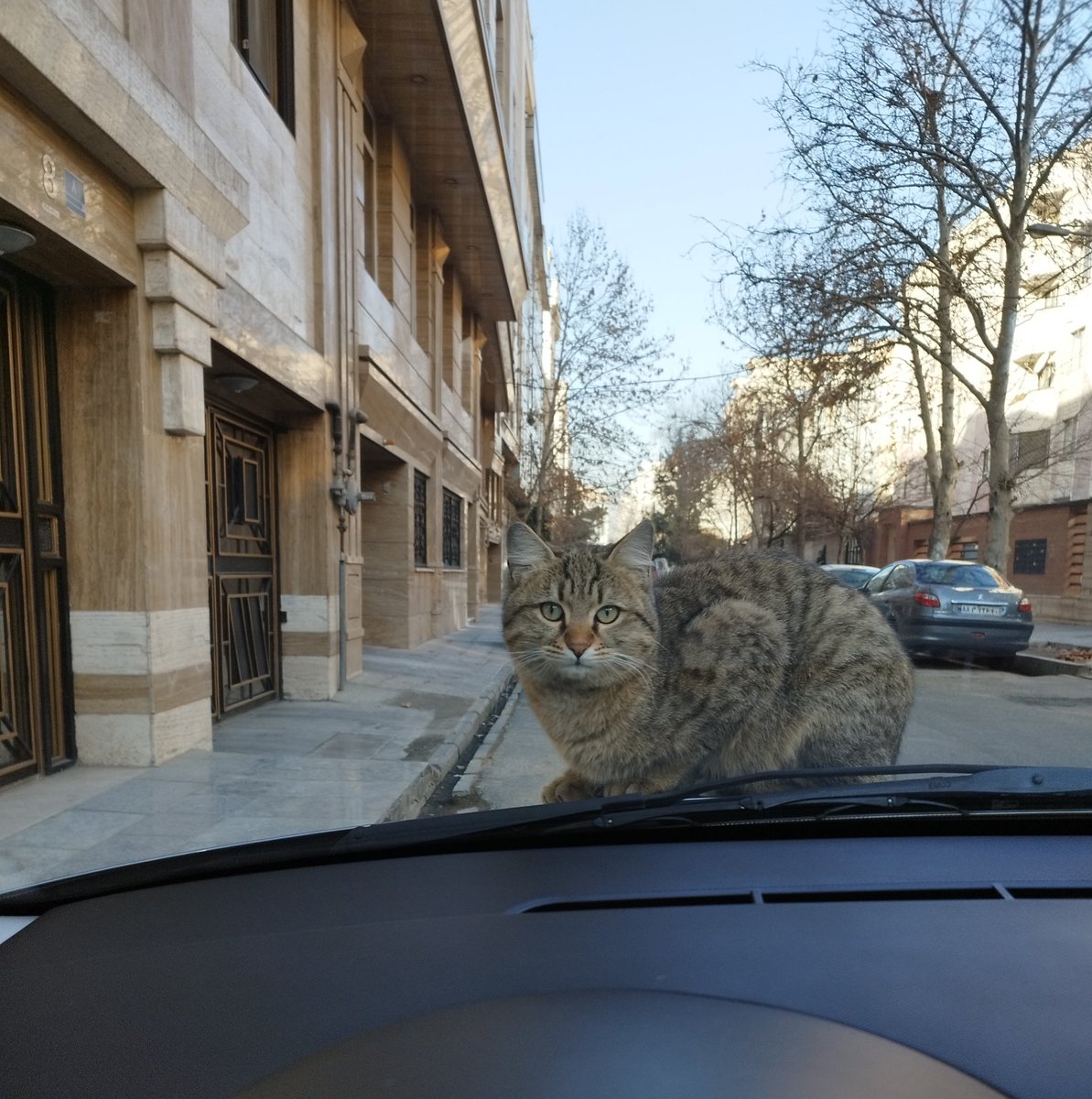 amiramdige_'s tweet image. یه جوری نگام میکرد که گفتم ببخشید کاپوتم زیر کونته