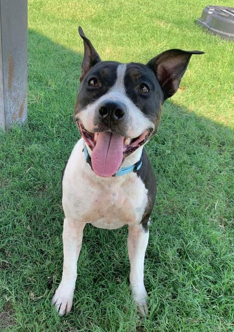 psychicwhisper3's tweet photo. 👩🎨🐾MONA🐾🎨#A359373
🌻17 Month Old Am Staff Terrier Mix
Playful Energetic🤸♀️& Friendly Girl🥰
Did Well In Play 🛝 Group Knows Sit &
Loves Her Toys🪀🧸🎾Pulls A Little
On Lead (Oh She's A Pup)😃
#CorpusChristiTX Are Condemning Her
On🖌️10/12☠️Plz #Pledge2 Help Her
INFO⤵️🛟 https://t.co/nNaoIP3igi