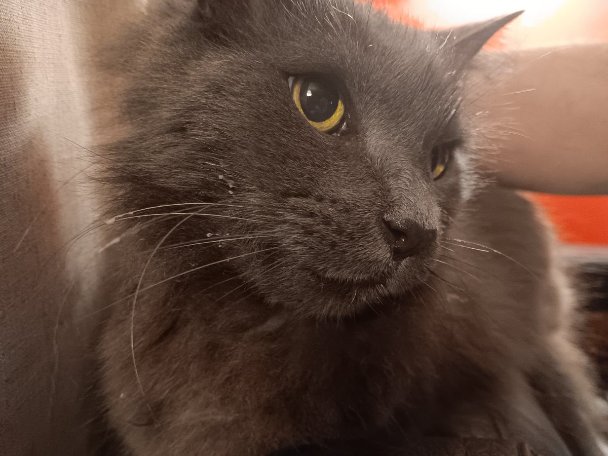 Caglesworth's tweet photo. .@JortsTheCat, sometimes the cat just butters himself. https://t.co/O8Fb4Mymph