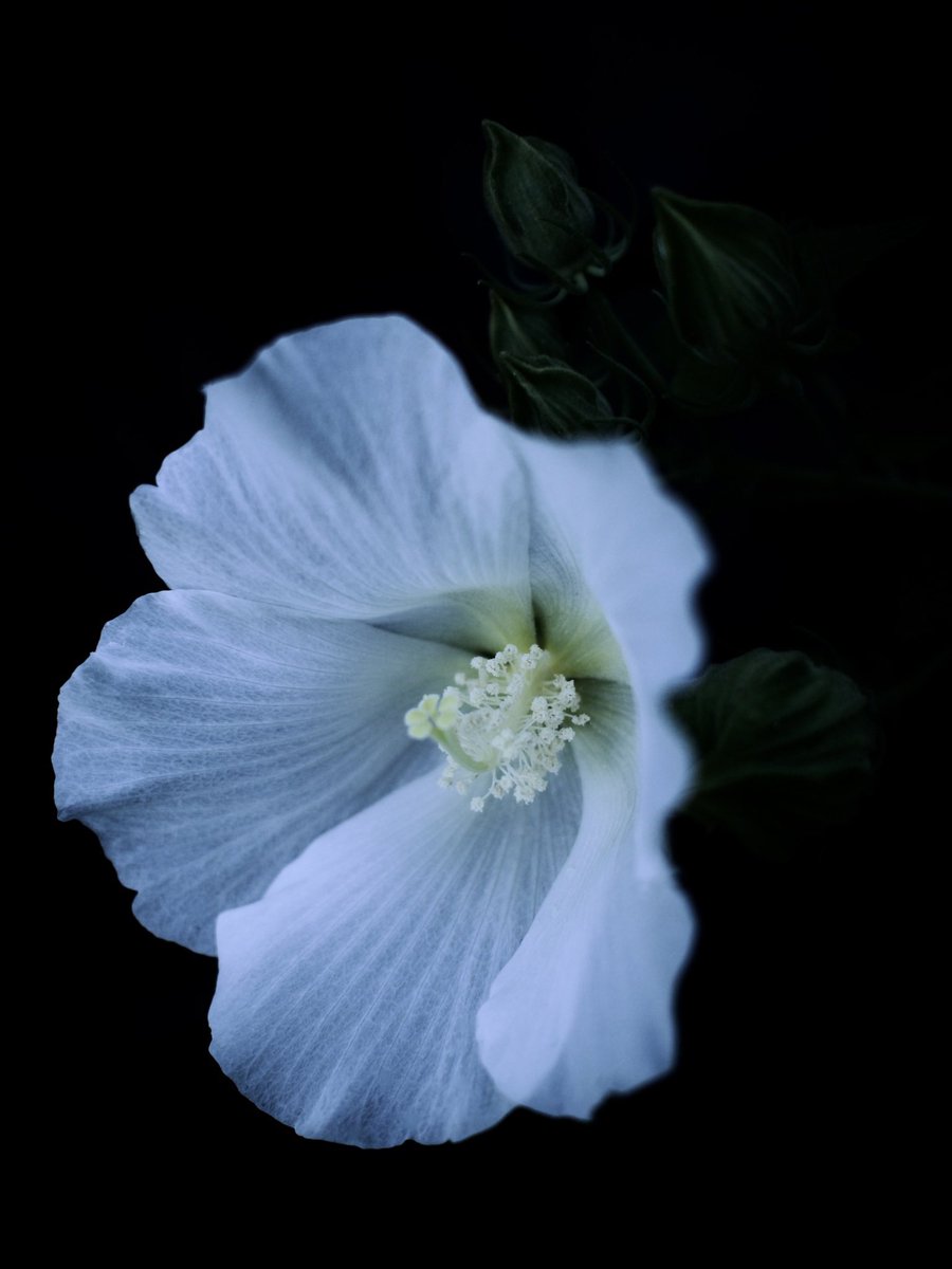 FREEHAND_ITL's tweet photo. #フヨウ #芙蓉 #HibiscusRosaSinensis #ChineseHibiscus
#夢の島熱帯植物館
#YumenoshimaTropicalGreenhouseDome
#YumenoshimaTropicalBotanicalGarden
#写真で伝えたい私の世界
#花 #花の写真 #flower #flowers #flowerphotography https://t.co/a6CUqHwcbm