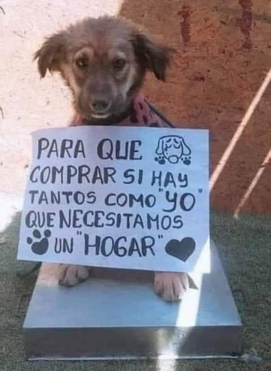 Hay muchos corazones que te necesitan, no compres adopta un abandonado.....