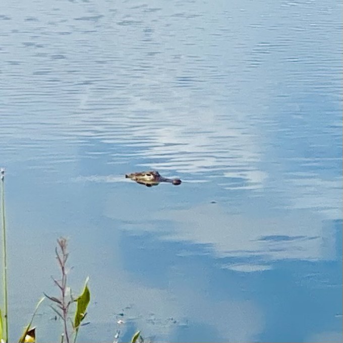 I walk around this little pond with Pips every day and this subadult alligator is always somewhere around<a href="/tag/twitteroftime"class="tags"><span>#twitteroftime</span></a><a href="/tag/thewheeloftime"class="tags"><span>#thewheeloftime</span></a>