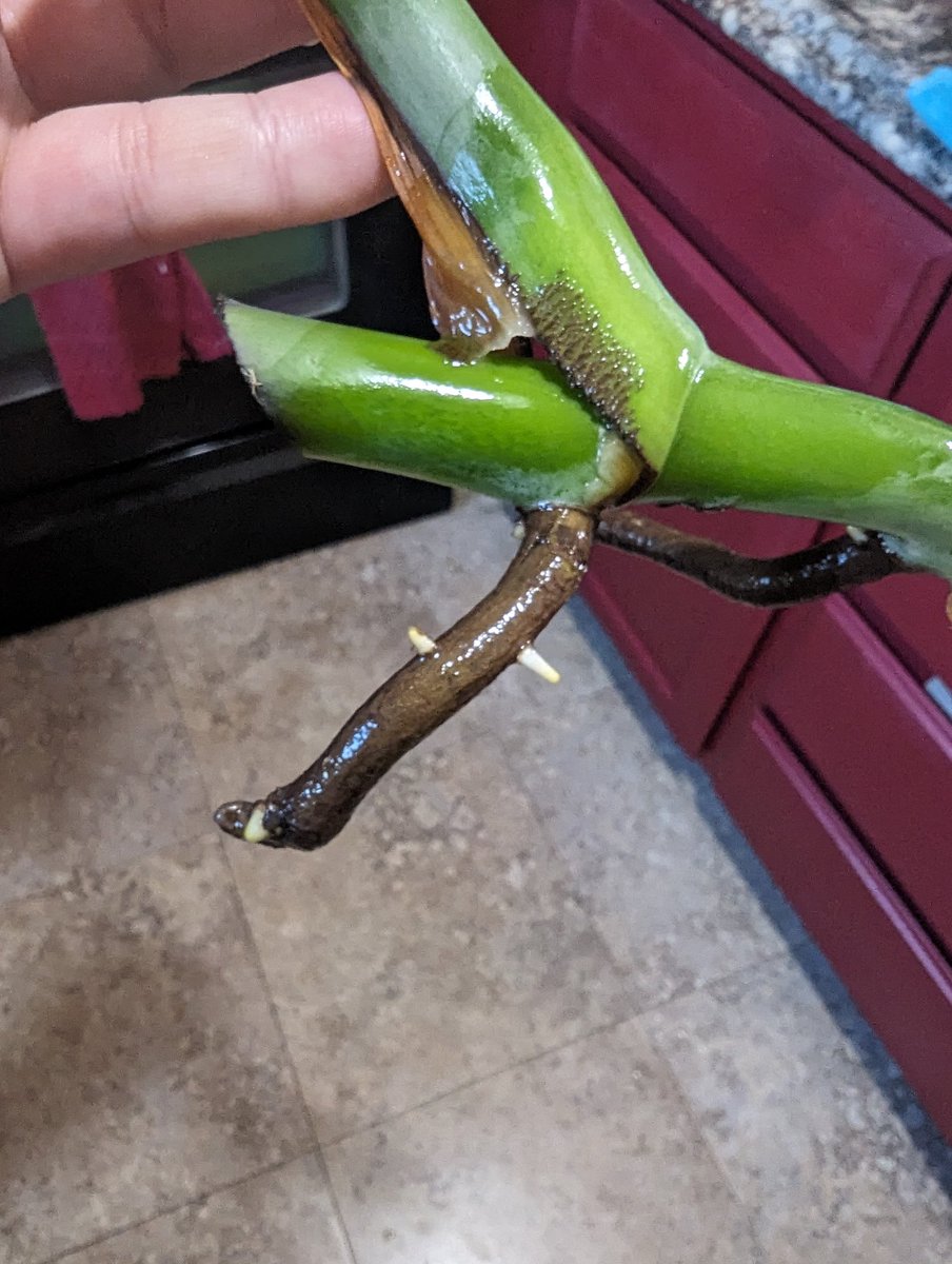 Mrs Whathefucksit tweet media