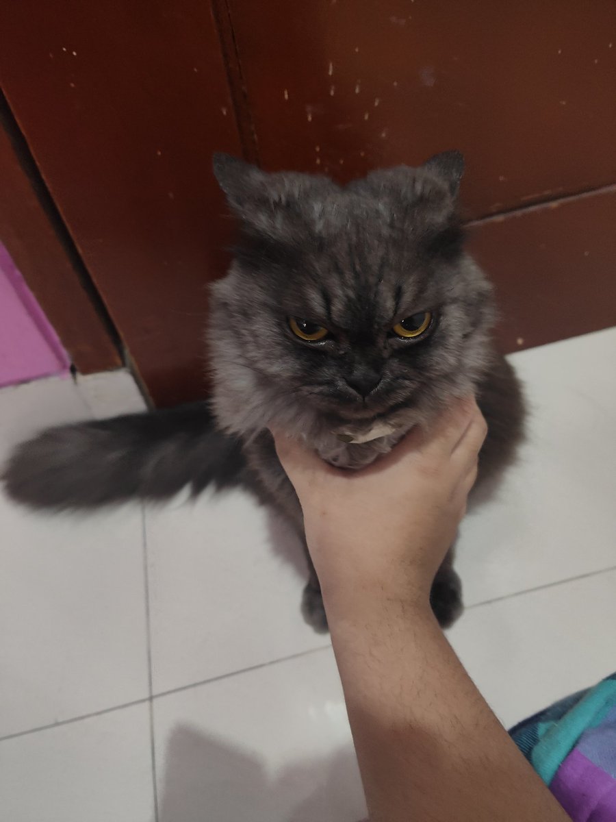 Emiiik0_chan's tweet photo. This is Mittens https://t.co/GiIZDEpnY5