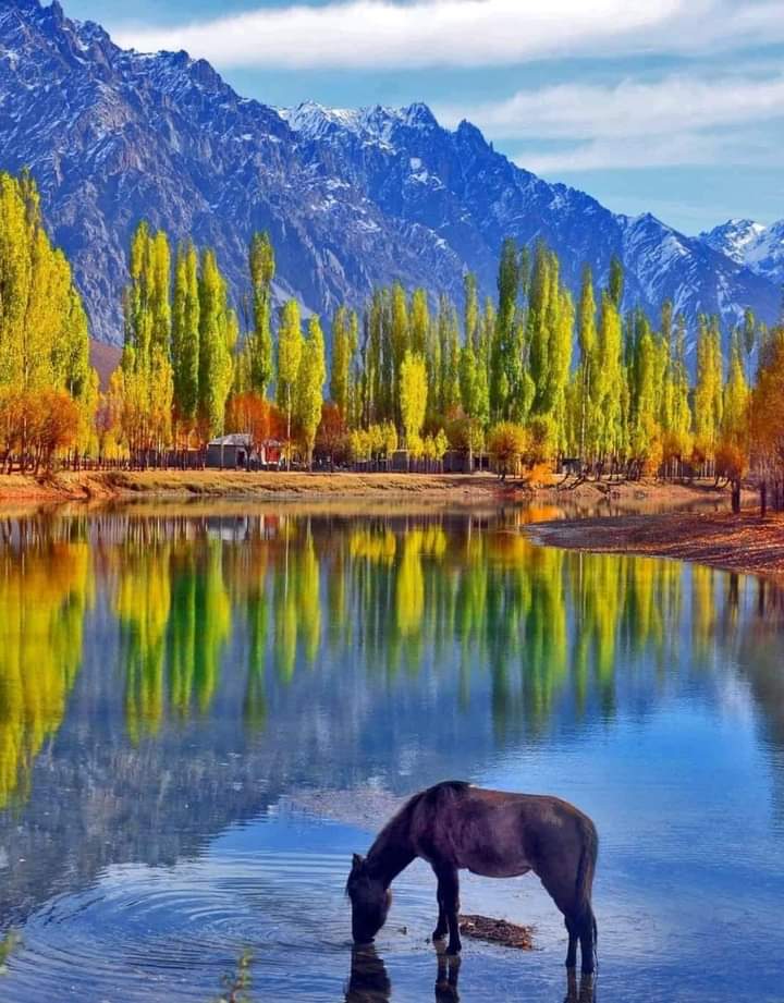 kamal_Machulovi's tweet image. Good Morning 🌞
اک عجب عارضہ لاحق ہے بصارت کا مجھے
آنکھ بے ساختہ منظر سے لپٹ جاتی ہے

مجھے دیکھیں مری تصویر پہ تکیہ نہ کریں
عکس میں چیزوں کی ترتیب الٹ جاتی ہے

شعیب بخاری
#AutumnVariations #Autumn #autumncolors #autumnleaves #GilgitBaltistan #Skardu #Hunza #Machulo