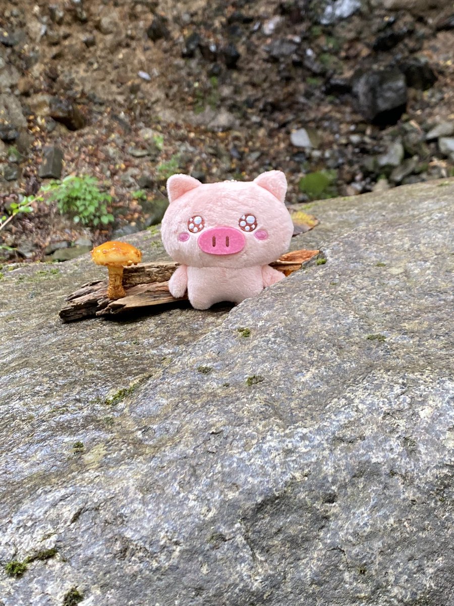 ishigakirinrin's tweet photo. おいら、トゲなめこ見つけた！ https://t.co/YYVa9PTFZw