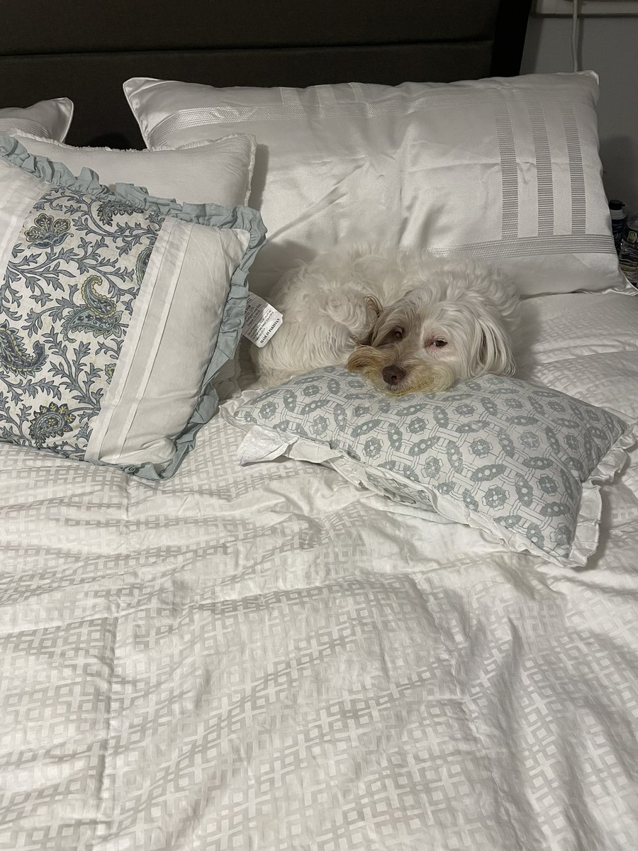 Jk8pinky's tweet photo. Sleepy Baby asking to go to bed ❤️ then sleeping cozy 😍🐶 https://t.co/ahh46wR4VD