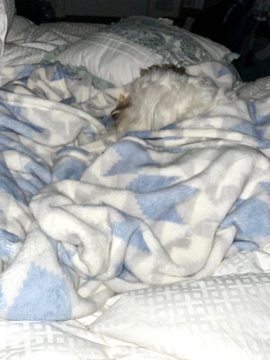 Jk8pinky's tweet photo. Sleepy Baby asking to go to bed ❤️ then sleeping cozy 😍🐶 https://t.co/ahh46wR4VD