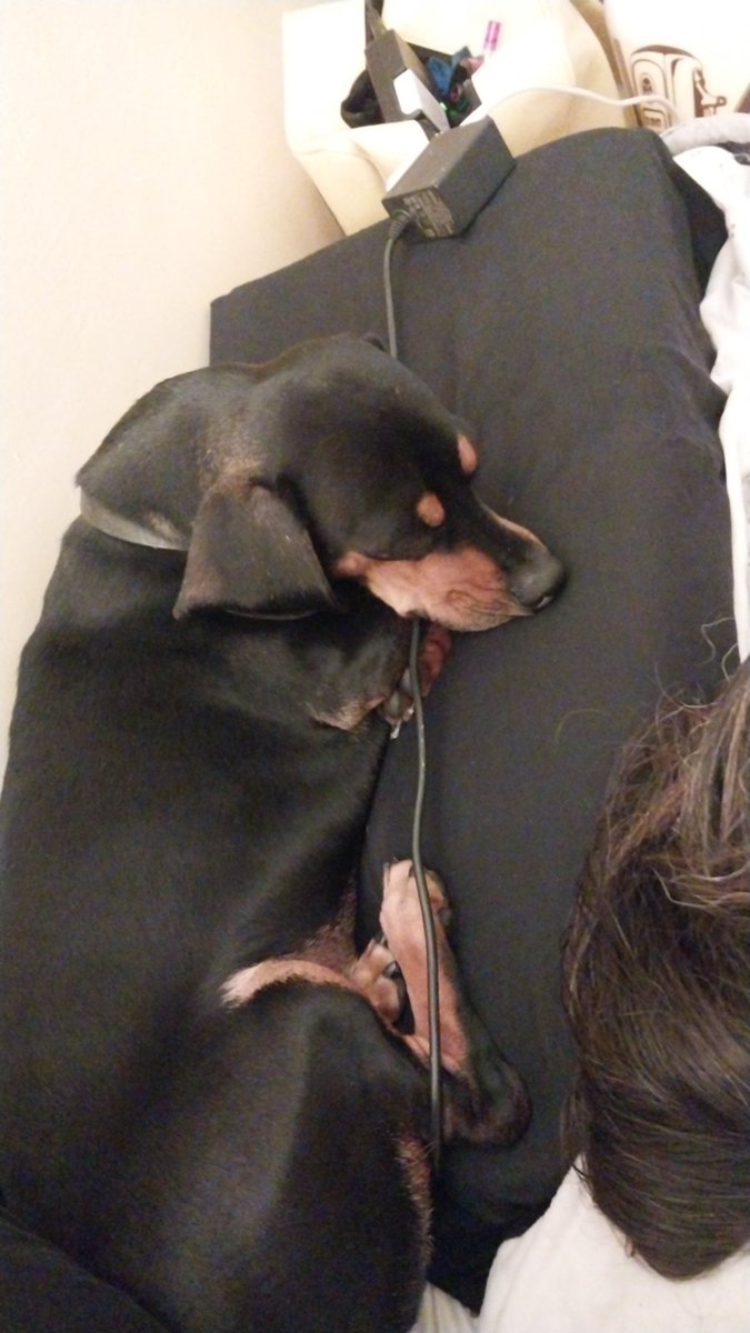 LexiLovesYou222's tweet photo. Hey @pillowcube can y'all make dog beds so my babies stop stealing my pillow? They obviously love how y'all do it https://t.co/y8zXFPN0Mt