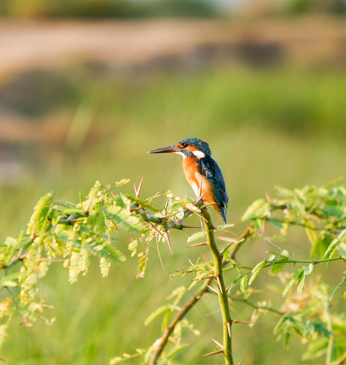 Common kingfisher 
#lifer #birds #TwitterNatureCommunity #birdphotography #birdwatching #photooftheday #natgeo #Indiaves 
#BirdsSeenIn2023 #natgeoindia 
#birdnames