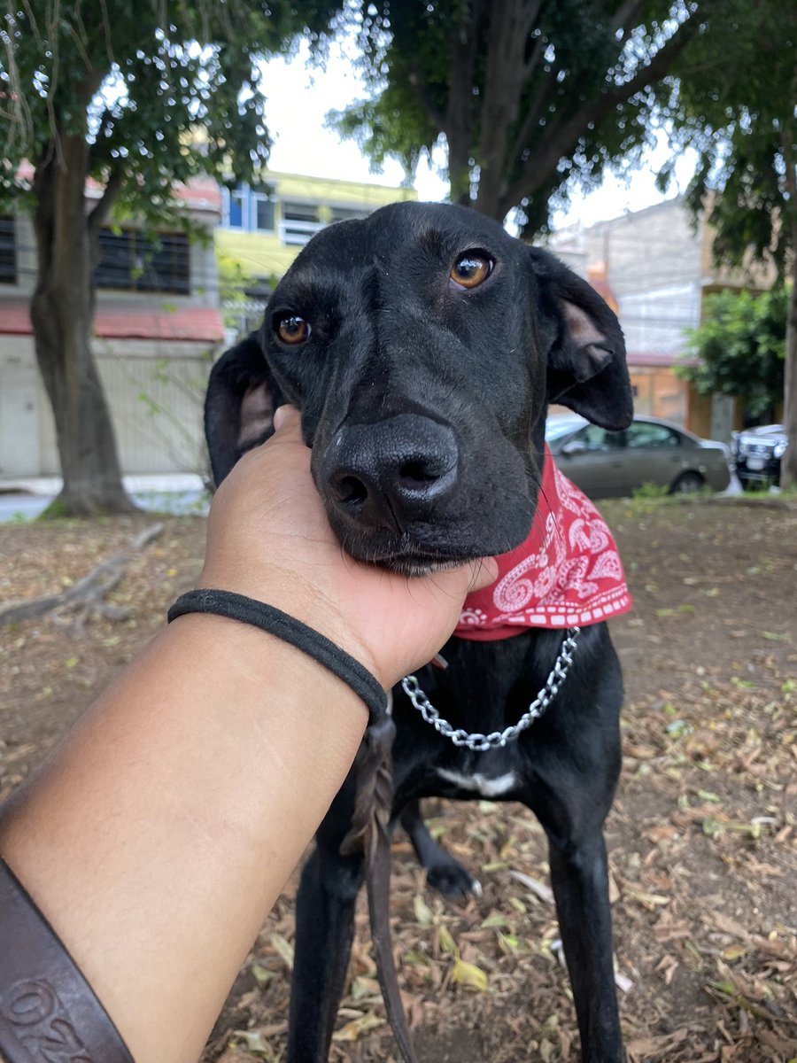 HELA_MORE's tweet photo. Zoé es tan dulce y hermosa,es increíble que nadie se interese en ella.
El 01 de octubre cumplió un año de ser rescatada��
Ninguna pensión se va a comparar a vivir en un hogar 🥺,queremos ver a nuestra preciosa Zoé viviendo con una familia.
Ojalá un día se cumpla ese sueño😢
CDMX https://t.co/sbHq92S2Dq