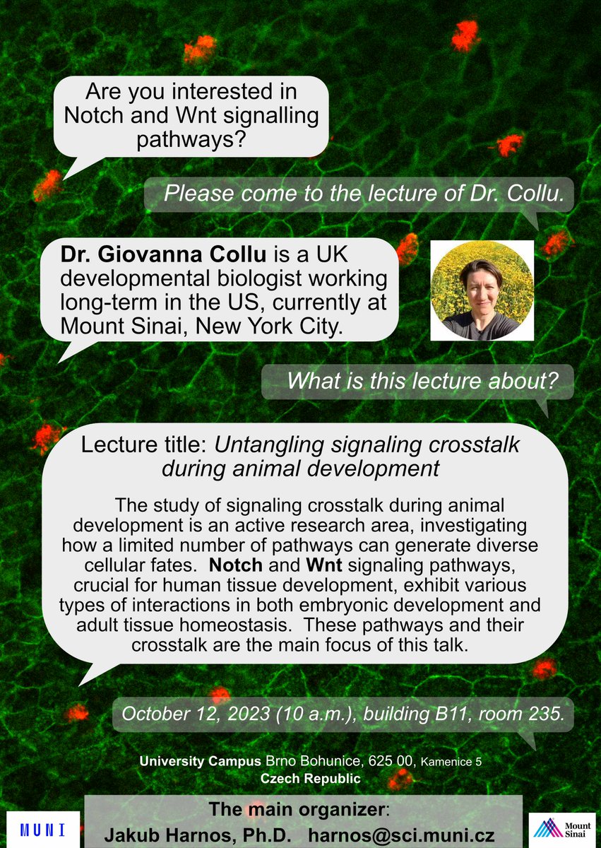 📣 Join us on Oct 12, 2023, as Dr. Giovanna Collu explores the fascinating world of Notch and Wnt signaling pathways during animal development. Discover how these pathways interact and shape cellular fates in embryonic and adult tissue. Don't miss out! #MUNI #DevBiol #sciencetalk