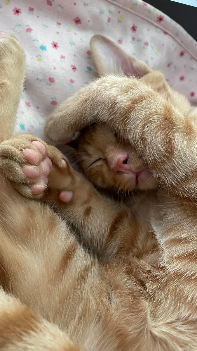 KaeNanna's tweet photo. หาบ้านให้น้องส้มค่ะ น้องเป็น ด.ช. #แมวหาบ้าน อยู่ที่ออฟฟิศ เลี้ยงระบบปิดค่ะ
ฉีดยาครบแล้วกำลังรอทำหมันค่ะ  ตอนนี้น้ำหนก 4 กก. https://t.co/FV7ZYJhFae