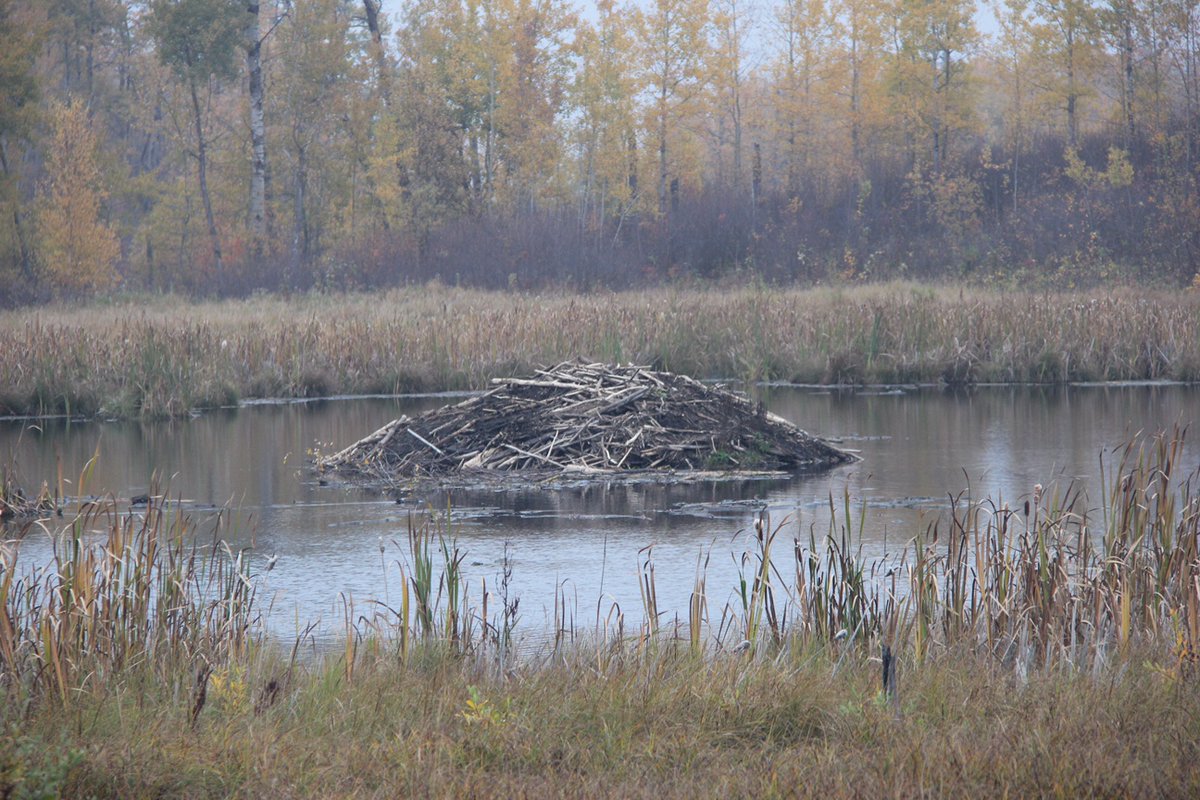 MartinGaywood's tweet photo. Beavers galore 1/2 – Now started my @ChurchillFellowship on #conservationtranslocation, first stop Canada. I’ve seen beaver sites in many different countries but nothing compared to Elk Island National Park in terms of beaver density and visible presence. https://t.co/d2pROpB6PC