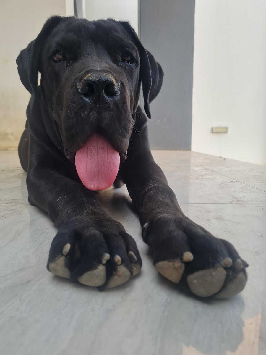 6 months old paws..