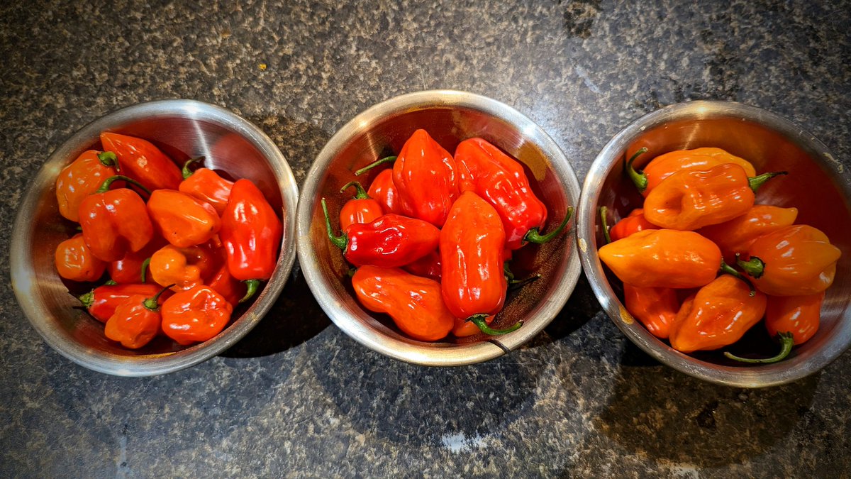 Look what my niece &amp; nephew brought home for me! Saskatchewan grown too. 
Pretty excited, haven't been able to find any in #YXE lately.