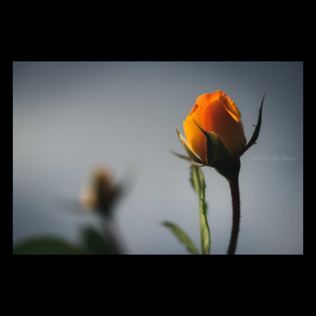 mc75282818's tweet photo. Dance

#NikonZ6ii #nikonphotography #naturephotography #flowers #rosephotography #roses https://t.co/cExY3iKXXN