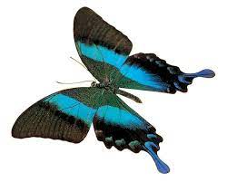 redimentation's tweet image. 🧬Unlocking Nature&apos;s Genetic Secrets: Conservation Genetics🌿Discover how genetics is aiding conservation efforts, preserving endangered species &amp;amp; maintaining biodiversity. 🌍🧬 #ConservationGenetics #Biodiversity #ScienceForNature