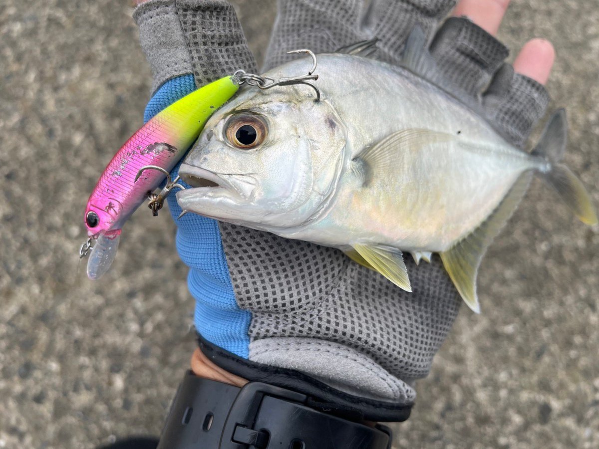 palms_global's tweet photo. Light Game Fishing with Degree in Japan 🇯🇵
Pinwheel 69UL+
Lure: Degree
#palmsfishing #lightgame #lightgamefishing #microjigging @palms_japan https://t.co/wz5G2ofN8r