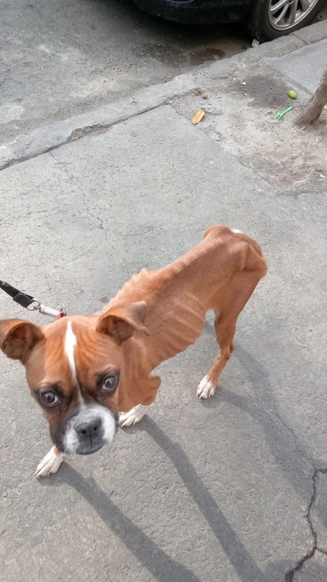 FundacionToby's tweet photo. Nos llega este espantoso caso, una boxer que si no es gracias a un vecino la pobre hubiera muerto de hambre y un Husky que es golpeado hasta el cansancio, en el vídeo se logra escuchar como llora, hay 2 denuncias sobre este caso, una en 2023 y otra más reciente, el sujeto de nombre Geovanni es una persona violenta que agrede cuando los vecinos tratan de enfrentarlo para pedirle a los animalitos 🤬 todo esto sucede en Santa María La Ribera CDMX, ayúdenme a compartir por favor 🙏