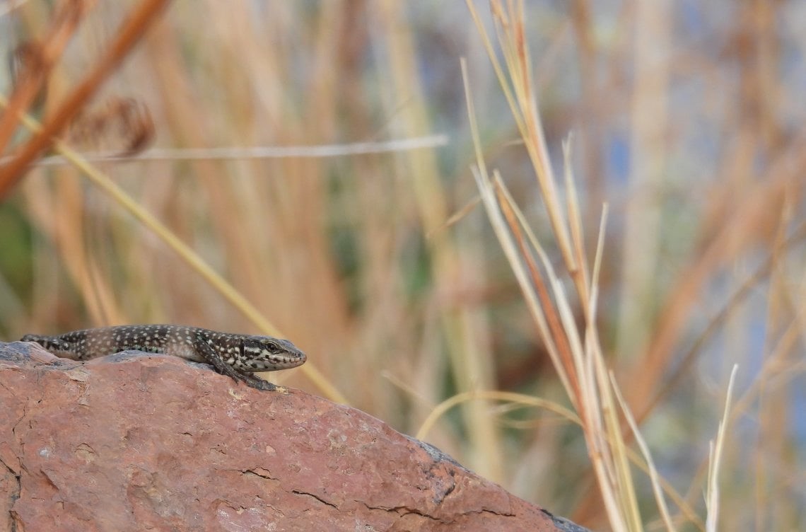 Sherpa07337944's tweet photo. Una task force internazionale contro l'estinzione di una specie endemica dell'arcipelago siciliano.
#biodiversità #conservazione #CristinaNadotti #eolie #LeonardoVignoli #lucertola #protezione #AltriSpazi #Sherpa
https://t.co/fh1dwF2SDT https://t.co/XTwgpbvwNE