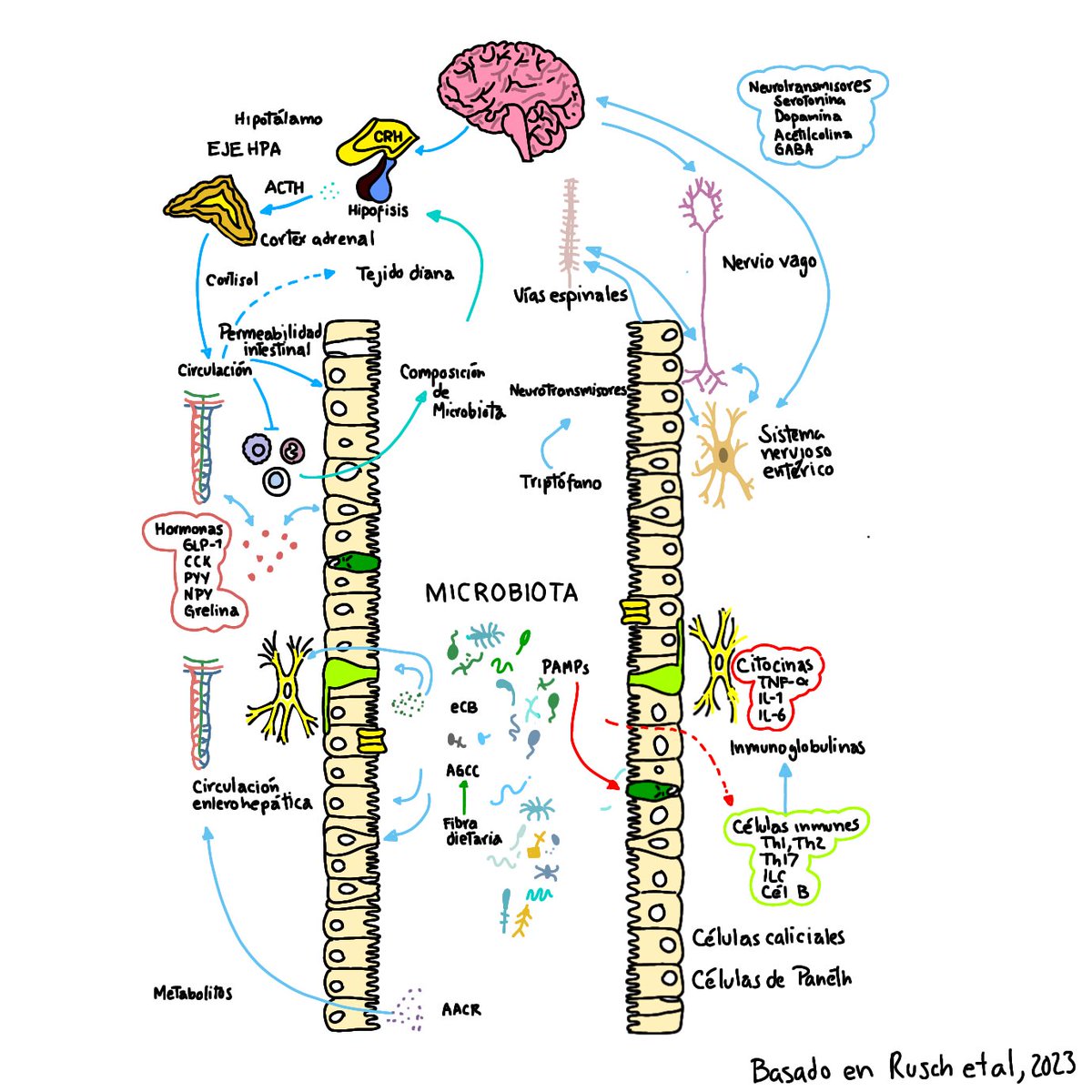 Interacción del eje hipotálamo-hipófisis-adrenal y su relación con salud mental y microbiota intestinal