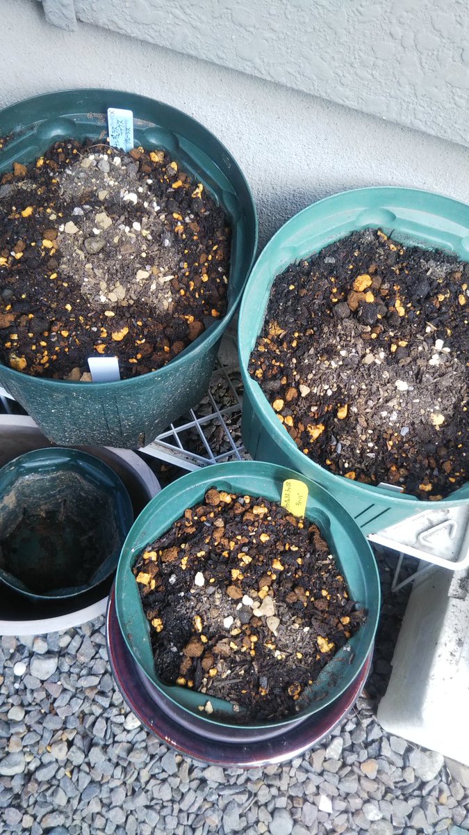 monokesi5's tweet photo. 掘りあげて保管してたラックスをやっと植えました。
水もちょこっとからスタート。 https://t.co/YRT1oqVa8s