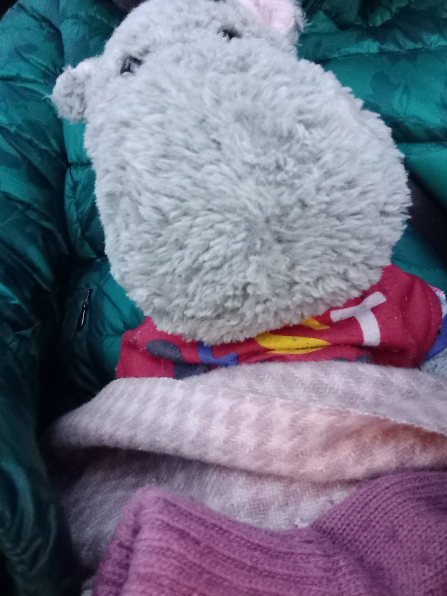 Roadtrip #hippo #hippopotamus