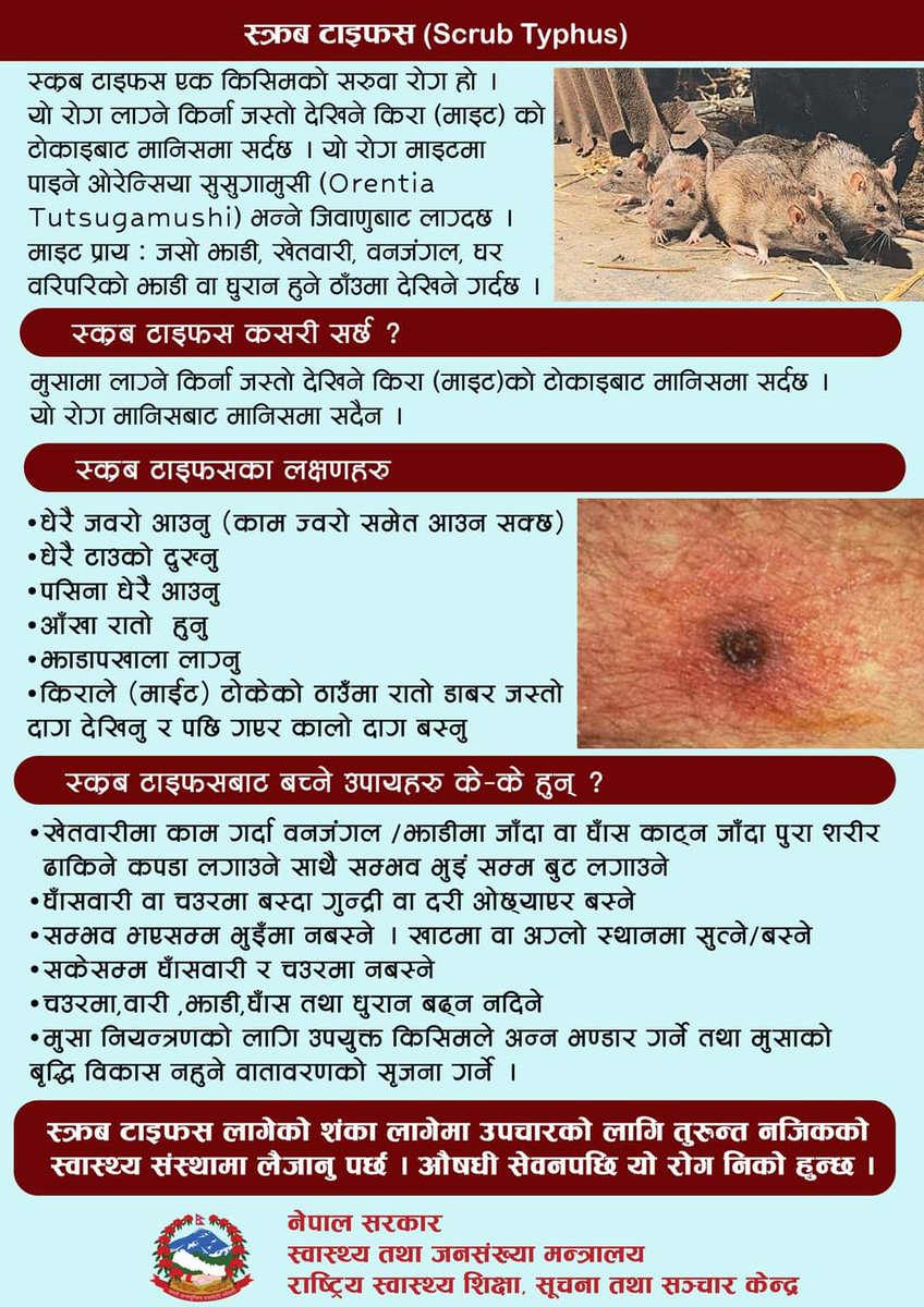 NotiPostNepal's tweet photo. स्क्रब टाइफसबारे जानकारी :
स्क्रब टाइफस एक किसिमको सरुवा रोग हो । यो रोग लाग्ने किर्ना जस्तो देखिने किरा (माइट) को टोकाइबाट मानिसमा सर्दछ । यो रोग माइटमा पाइने ओरेन्सिया सुसुगामुसी भन्ने जिवाणुबाट लाग्दछ ।
#MOHP #HEOC #MiteriSaino #miterisainohealthupdate #miterisainox https://t.co/LdSUJfFYCb