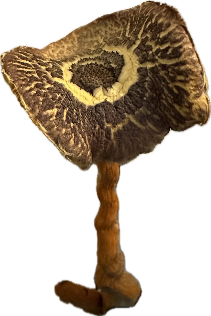 SimplePsiMan's tweet image. Can anyone identify this mushroom? #Help #HelpIdentify #Mushrooms