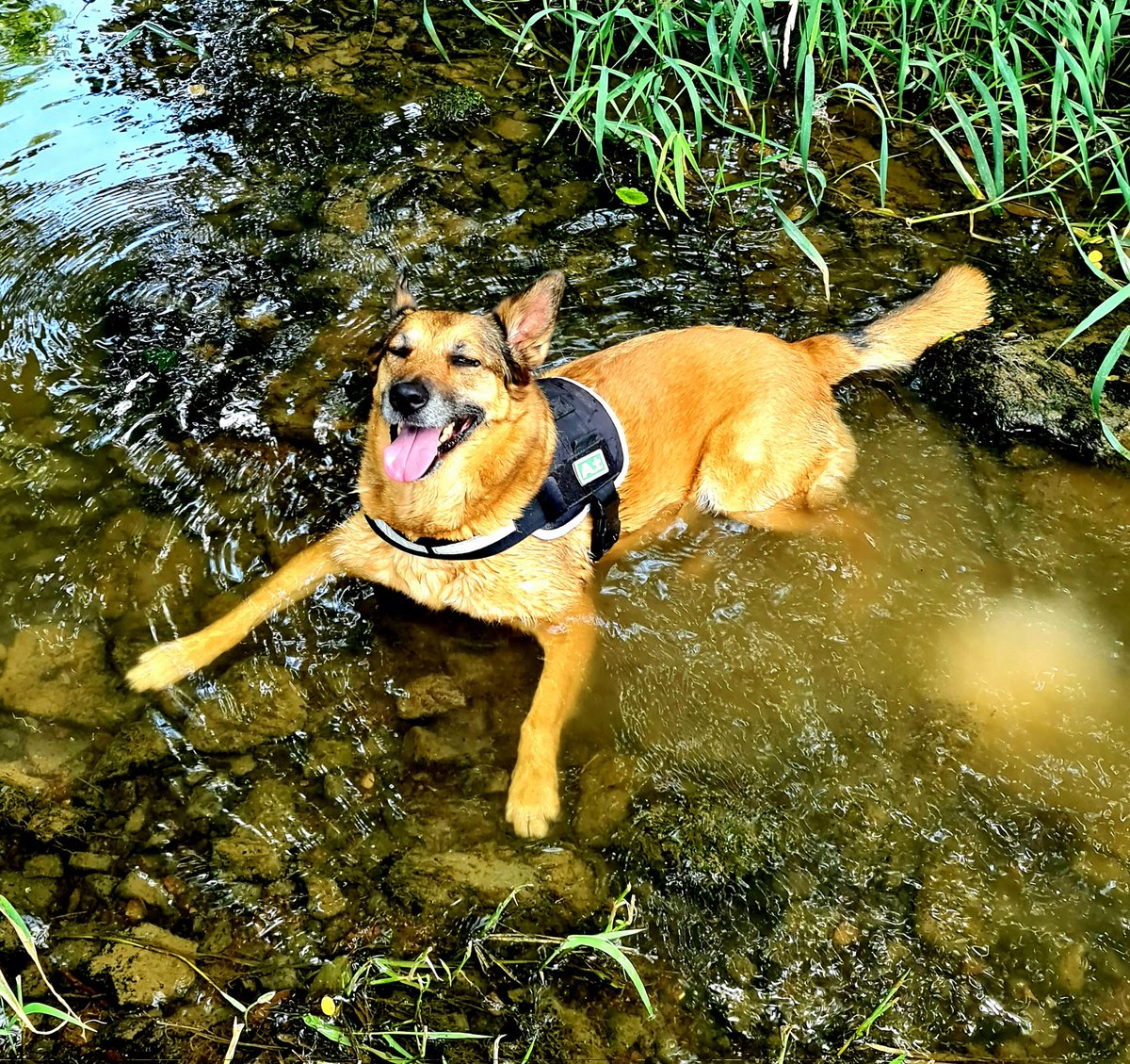 ptilou39's tweet photo. @xauusd__Emily walk in the contryside with my dog ... 😉 https://t.co/ATzMp3w4C5