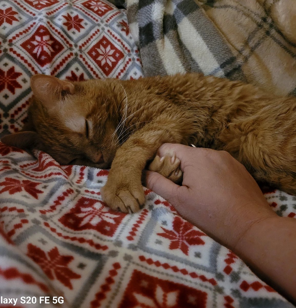 lynnslagle42's tweet photo. Goodnight Twitter and until the morrow #edgarsfamily #sleepysleeptime #cerebellarhypoplasia #chlove #wobblykitty #chkitty #louiepatchouliblue #sweetdreams #sleepyboi #bedtime #louiesaysgoodnight #suchcuteness #sssqquueee #louiepeets #pinkbeans https://t.co/hhVQvR2lCy