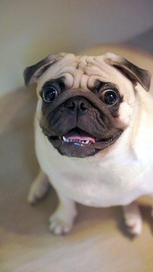perroncioshop's tweet photo. Mi cara cuando veo las ofertas para este halloween con @perroncioshop 🤑🤑🐶 https://t.co/GioxdhYZs7