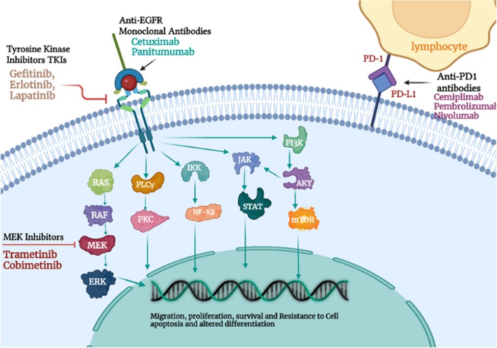 Phenomics_J's tweet photo. Representation of therapeutic landscapes involved in Cutaneous cell carcinoma.
#Phenomcis #tumor #skin #skincancer #molecularcancer #cancer
https://t.co/gNDiJ0JT2H https://t.co/uTvoS8G99P